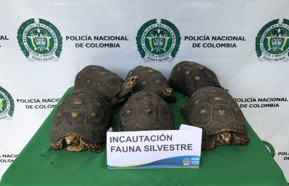 Estas son las tortugas recuperadas. Estas son las tortugas recuperadas.