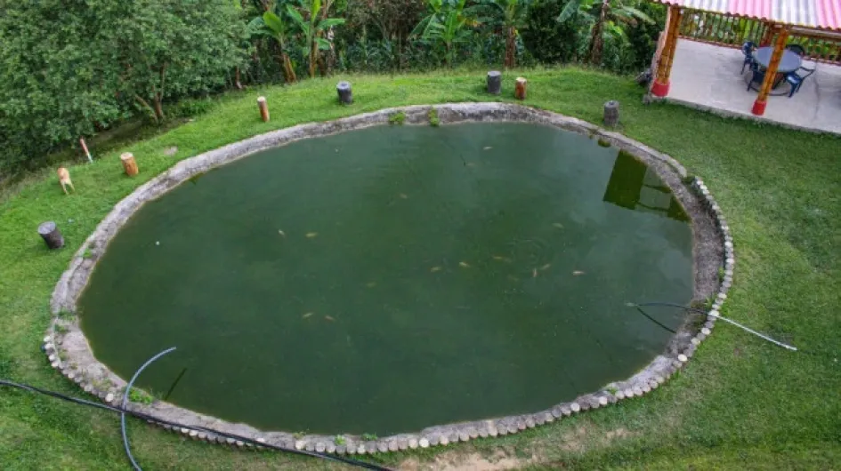 Cultivo peces Cultivo peces
