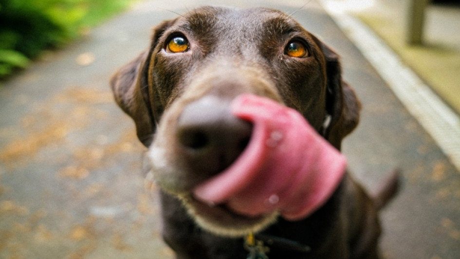 Alimentos-que-pueden-provocar-convulsiones-en-perros Labrador chocolate sacando la lengua.