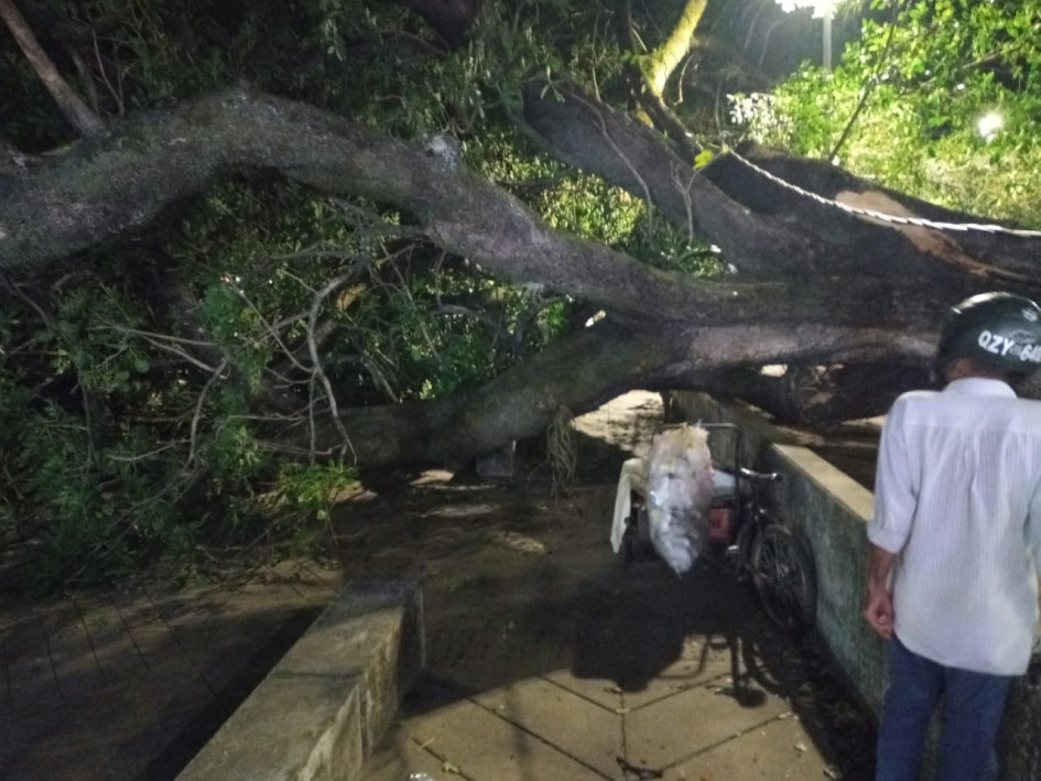 El árbol que cayó sobre varios transeúntes este sábado en el parque Santander de La Dorada. El árbol que cayó sobre varios transeúntes este sábado en el parque Santander de La Dorada.