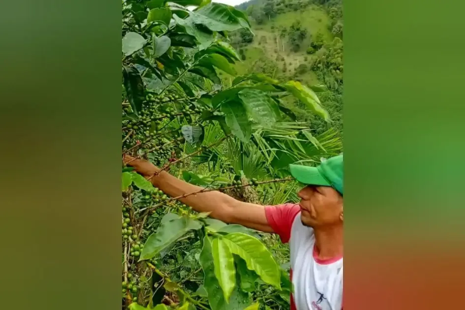 Varios cafeteros mantienen la esperanza de un mejor resultado para fin de año, ya que la traviesa fue muy regular. Varios cafeteros mantienen la esperanza de un mejor resultado para fin de año, ya que la traviesa fue muy regular.
