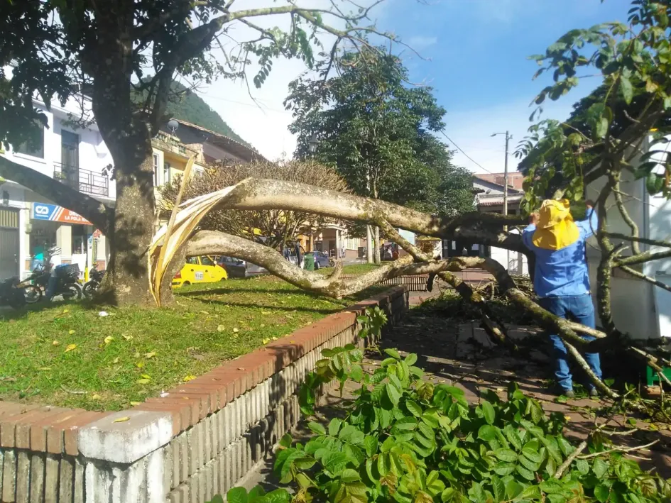 El árbol que se cayó en el parque La Candelaria de Riosucio. El árbol que se cayó en el parque La Candelaria de Riosucio.