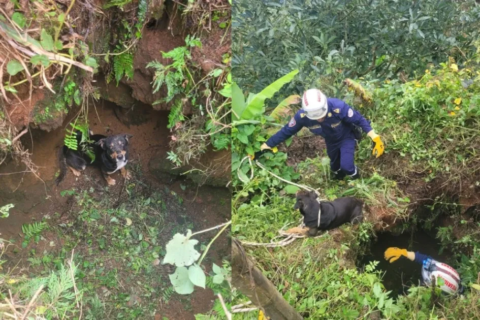 El rescate del perro en la vereda La Paz, de San José. El rescate del perro en la vereda La Paz, de San José.