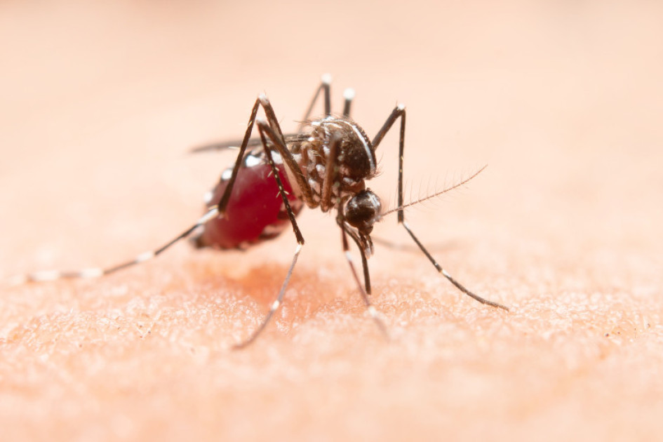 Aedes Aegypti Salud