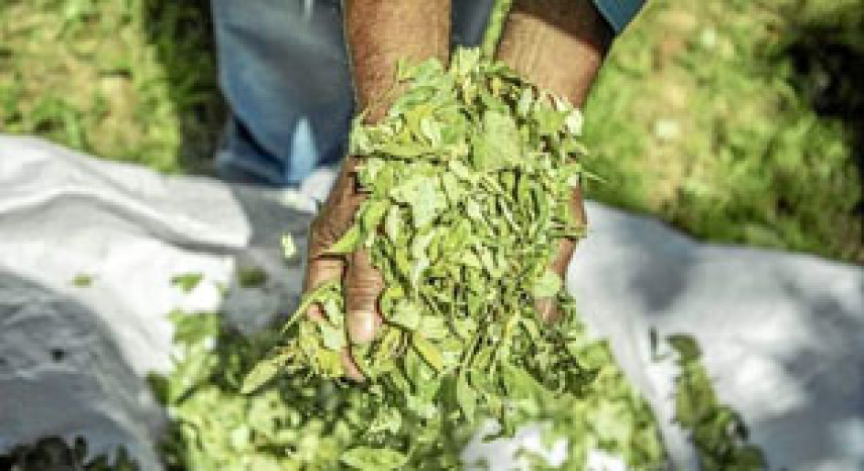 Foto | Tomada del Instagram de Futuro Coca | LA PATRIA En el Cauca secan la hoja de coca para utilizarla como abono orgánico. Foto | Tomada del Instagram de Futuro Coca | LA PATRIA En el Cauca secan la hoja de coca para utilizarla como abono orgánico.