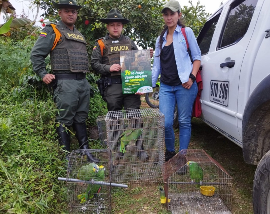 Se rescataron cinco loros y una ardilla. Se rescataron cinco loros y una ardilla.