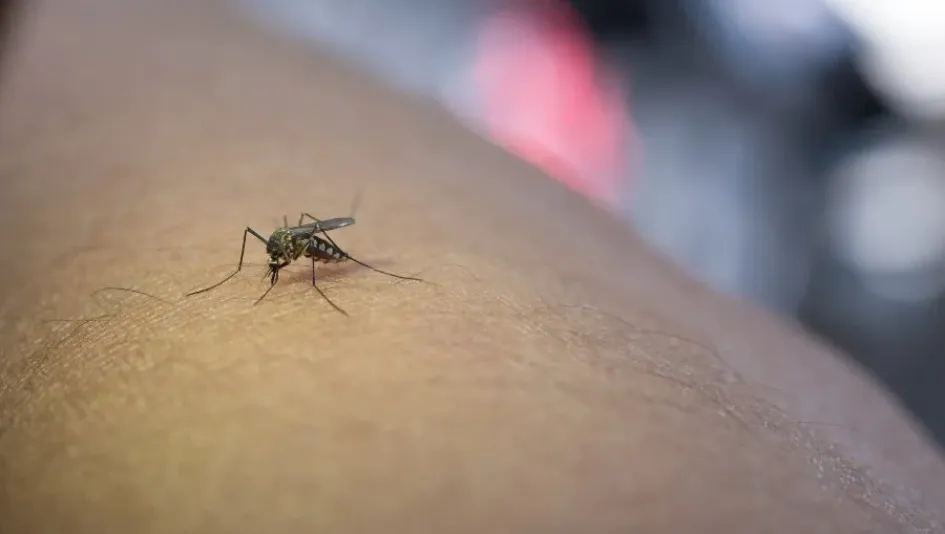 OMS dice que dengue en América puede aumentar en segundo semestre OMS dice que dengue en América puede aumentar en segundo semestre