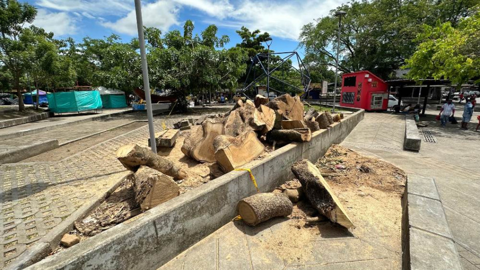 Esto es lo que quedó del árbol del parque Santander en La Dorada, que el pasado 17 de junio cayó y resultaron lesionadas nueve personas. Esto es lo que quedó del árbol del parque Santander en La Dorada, que el pasado 17 de junio cayó y resultaron lesionadas nueve personas.