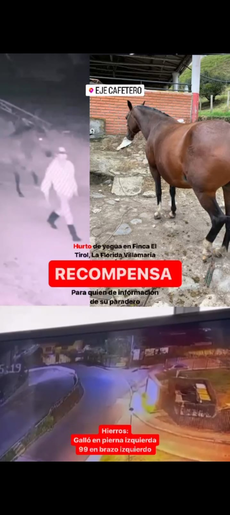 La yegua que se robaron. La yegua que se robaron.