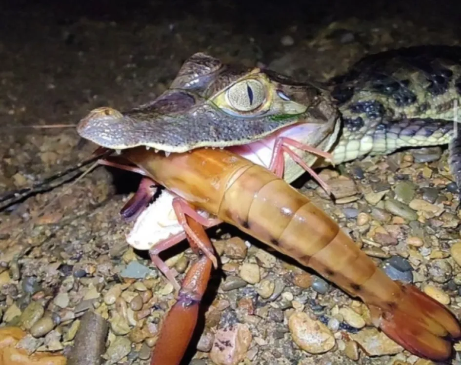 Pequeño caimán alimentándose de un camarón de río.