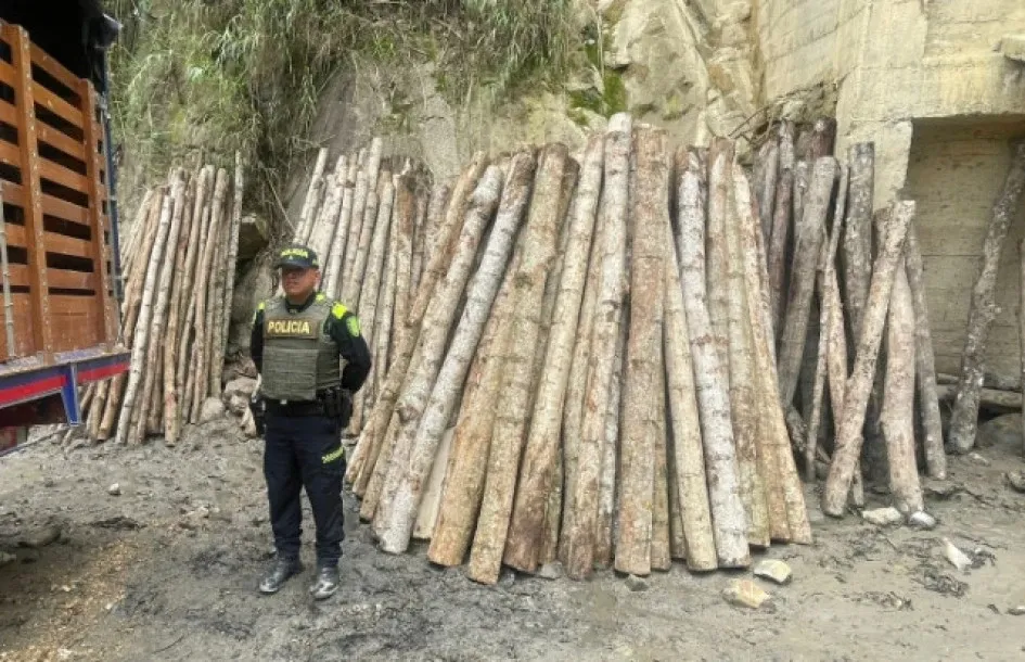 Los campesinos talaron dos especies de árboles sin autorización, entre esas, guaduas. Los campesinos talaron dos especies de árboles sin autorización, entre esas, guaduas.