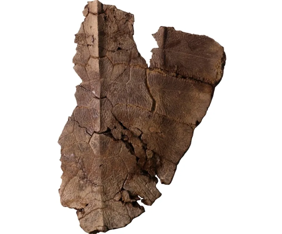 Fotografía cedida hoy por el Instituto Smithsonian de Investigaciones Tropicales que muestra parte del fósil de tortuga hallado en la costa Caribe de Panamá.