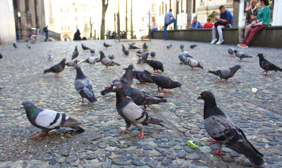 Daños causados en fachadas del Centro Histórico, en techos, en colegios, en la Catedral y la presencia en gran cantidad en los parques muestran el poco control de las palomas, aves invasoras, en Manizales. La Secretaría de Medio Ambiente da algunas recomendaciones para evitar su aumento. Daños causados en fachadas del Centro Histórico, en techos, en colegios, en la Catedral y la presencia en gran cantidad en los parques muestran el poco control de las palomas, aves invasoras, en Manizales. La Secretaría de Medio Ambiente da algunas recomendaciones para evitar su aumento.