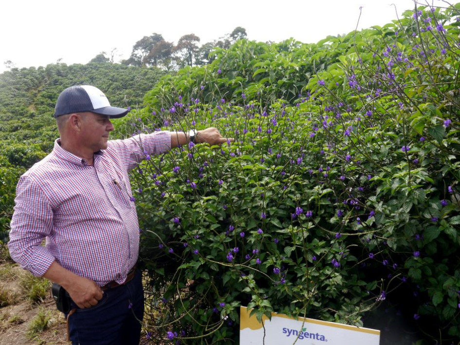 La Operación Polinizadores busca mejorar la calidad y rentabilidad de las cosechas, a través de la siembra de corredores biológicos. En la foto Juan José Castaño, caficultor de la finca El Plan. Observa una de barrera viva, la verbena morada. La Operación Polinizadores busca mejorar la calidad y rentabilidad de las cosechas, a través de la siembra de corredores biológicos. En la foto Juan José Castaño, caficultor de la finca El Plan. Observa una de barrera viva, la verbena morada.