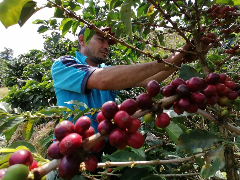 A partir de hoy y hasta el viernes se efectuará el 92.º Congreso Cafetero en Bogotá. A partir de hoy y hasta el viernes se efectuará el 92.º Congreso Cafetero en Bogotá.