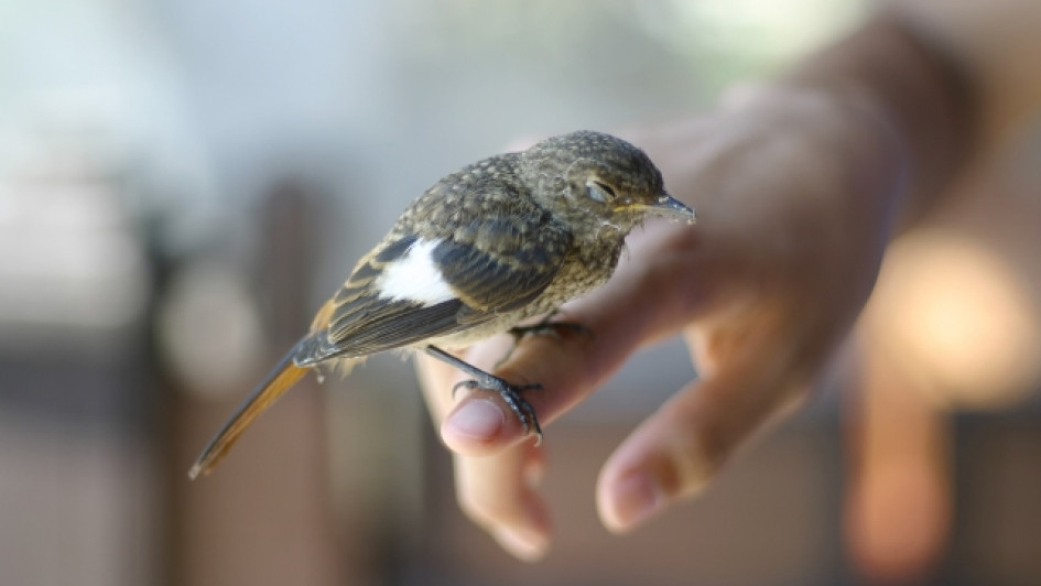 Como-saber-si-un-pajaro-esta-muriendo Pájaro enfermo en el dedo de una persona