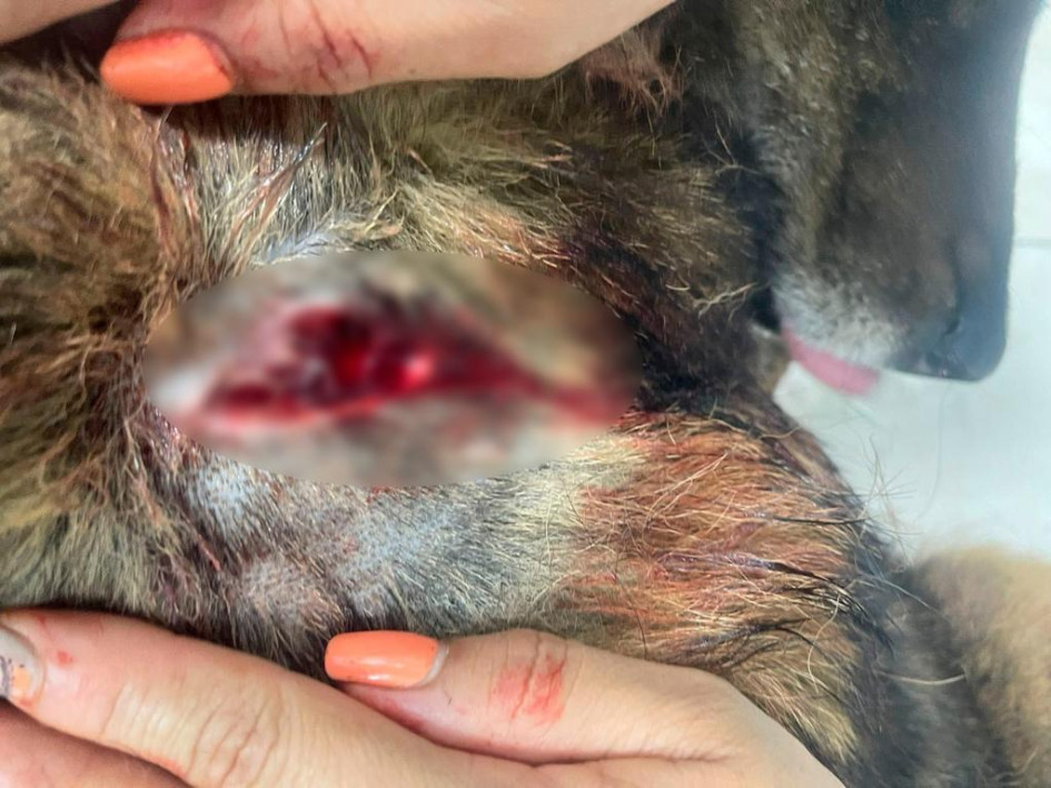 El perro llamado Feo presenta una lesión por arma blanca en el hombro derecho. Por el hecho detuvieron a un sujeto, de 32 años, en la Comuna Ciudadela del Norte, de Manizales.