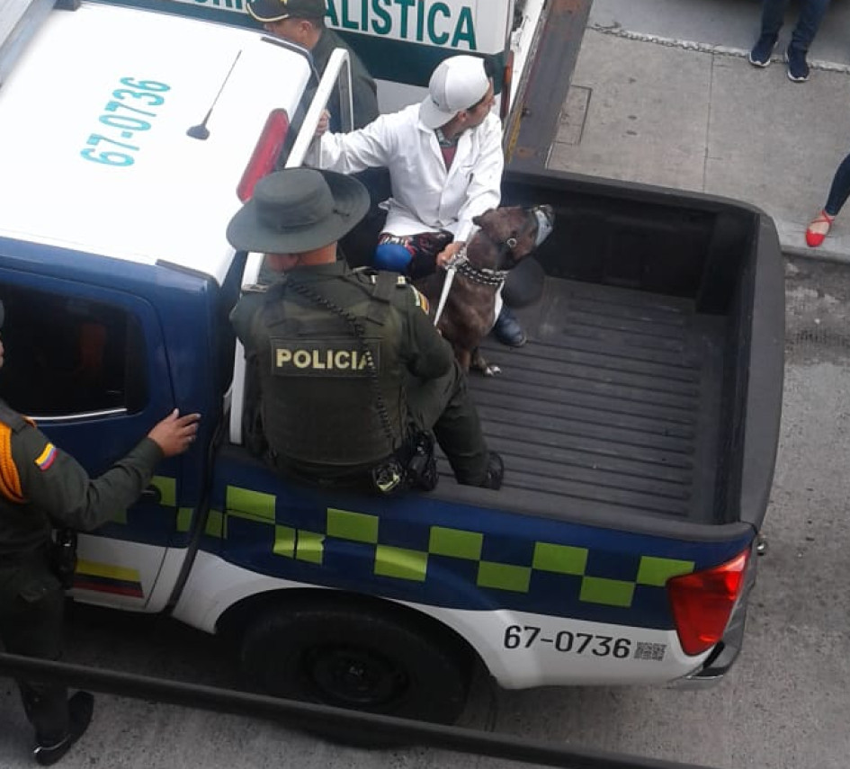 Foto| LA PATRIA Aquiles, después de la tragedia. Foto| LA PATRIA Aquiles, después de la tragedia.