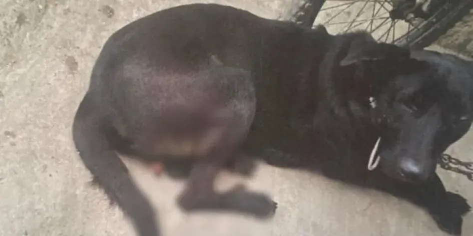 Foto| Fiscalía| LA PATRIA