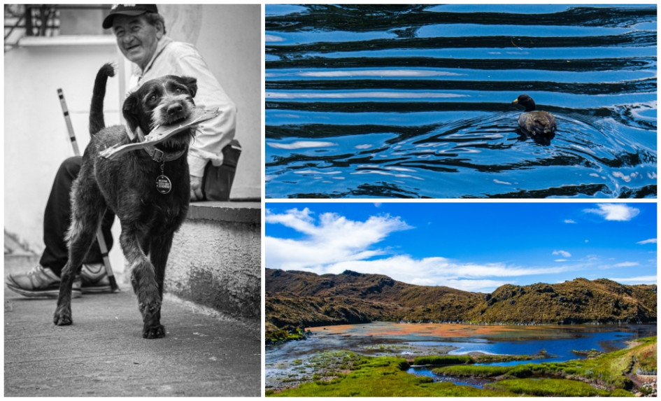 Pepe Tenaz, en la categoría Animales; Michael Alzate, en Paisajes, y Sebastián Timarán, en Vida Cotidiana, son los tres ganadores del concurso de fotografía. Pepe Tenaz, en la categoría Animales; Michael Alzate, en Paisajes, y Sebastián Timarán, en Vida Cotidiana, son los tres ganadores del concurso de fotografía.