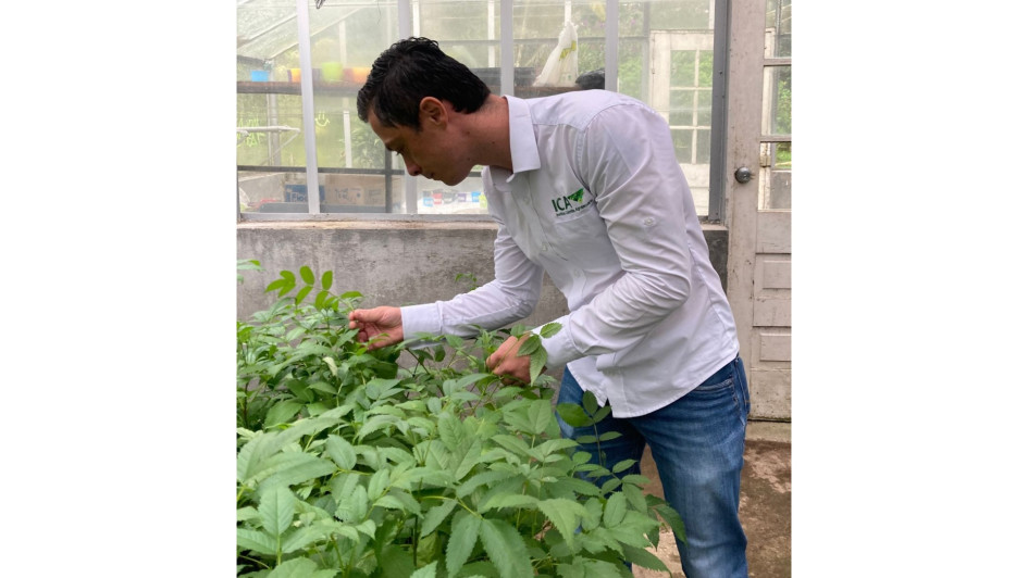 Adrián Felipe Cardona, profesional de apoyo para el Programa de Viveros y Semillas de ICA, revisa las especies en el vivero de la Universidad de Caldas. Adrián Felipe Cardona, profesional de apoyo para el Programa de Viveros y Semillas de ICA, revisa las especies en el vivero de la Universidad de Caldas.