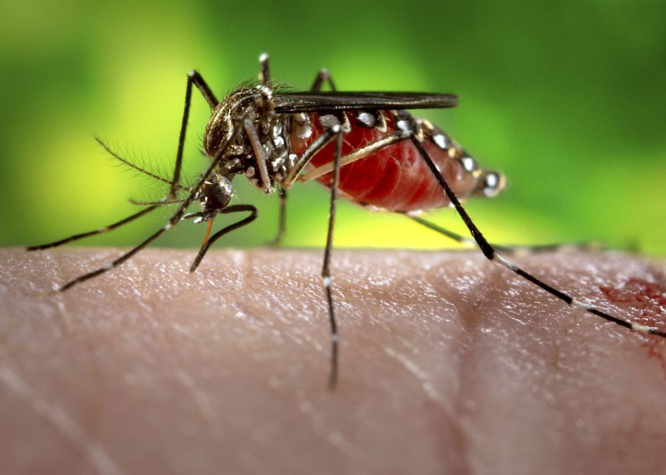 Se han reportado cerca de 2 mil muertes por Dengue este año en las Américas Se han reportado cerca de 2 mil muertes por Dengue este año en las Américas