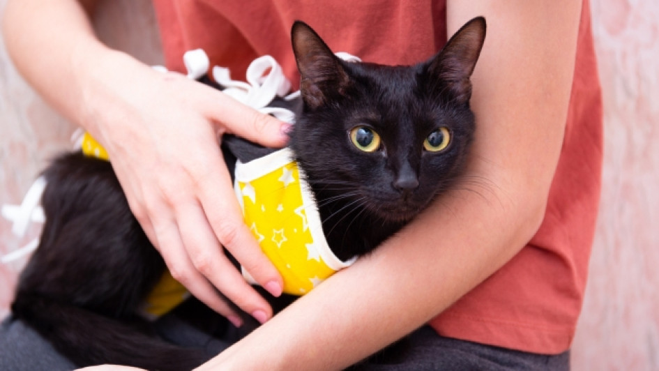 A-que-edad-se-puede-esterilizar-una-gata Gata negra con una faja amarilla en brazos de una mujer.