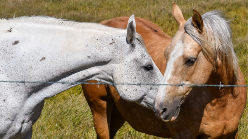 Como-se-aparean-los-caballos Un caballo blanco y uno café claro tocando sus cabezas en un potrero.