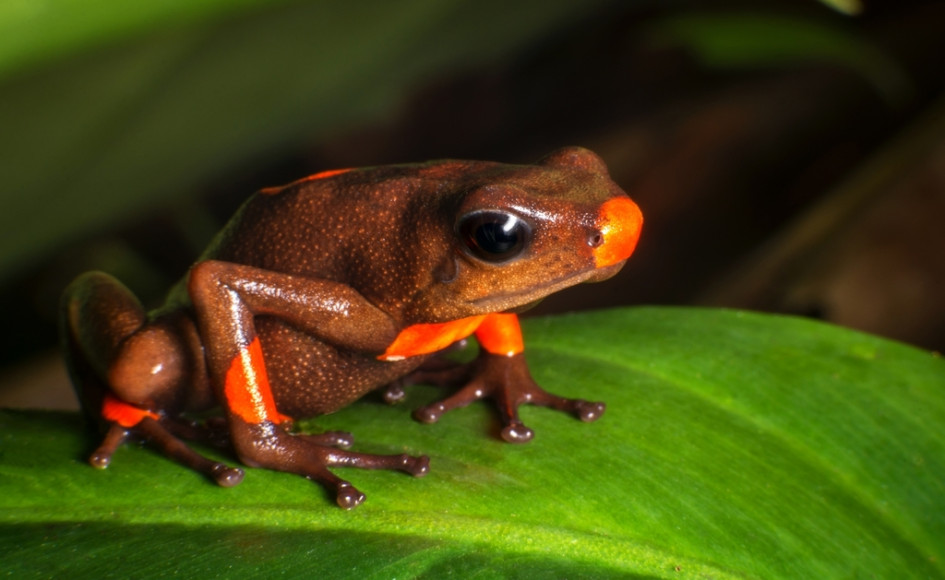La rana cocoi o rana arlequín venenosa (oophaga histrionica), se encuentra en grado de preocupación menor respecto a su peligro de extinción, de acuerdo con la Unión Internacional para la Conservación de la Naturaleza (UICN). La rana cocoi o rana arlequín venenosa (oophaga histrionica), se encuentra en grado de preocupación menor respecto a su peligro de extinción, de acuerdo con la Unión Internacional para la Conservación de la Naturaleza (UICN).