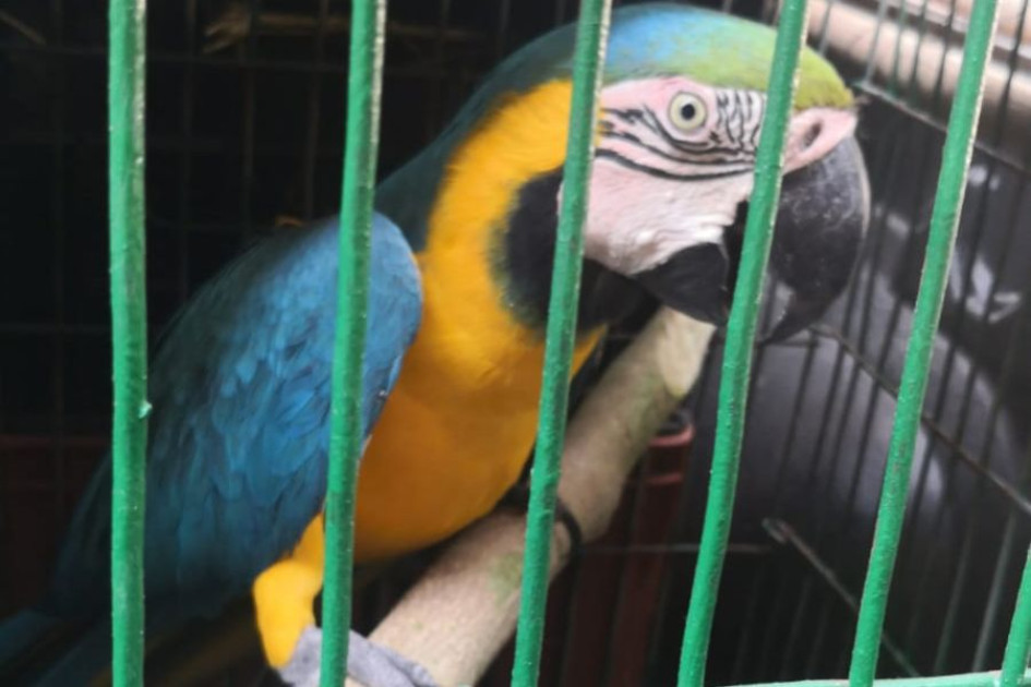 Una guacamaya rescatada. Una guacamaya rescatada.