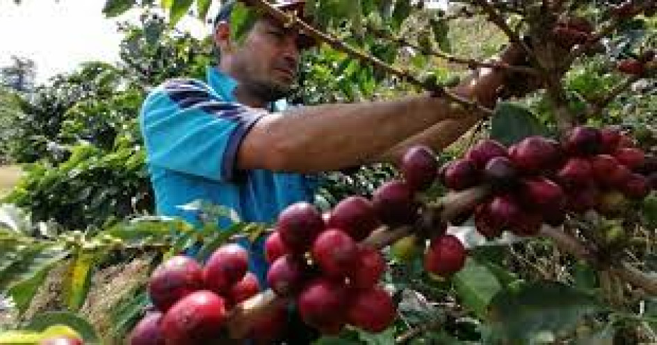 Producción de café Producción de café