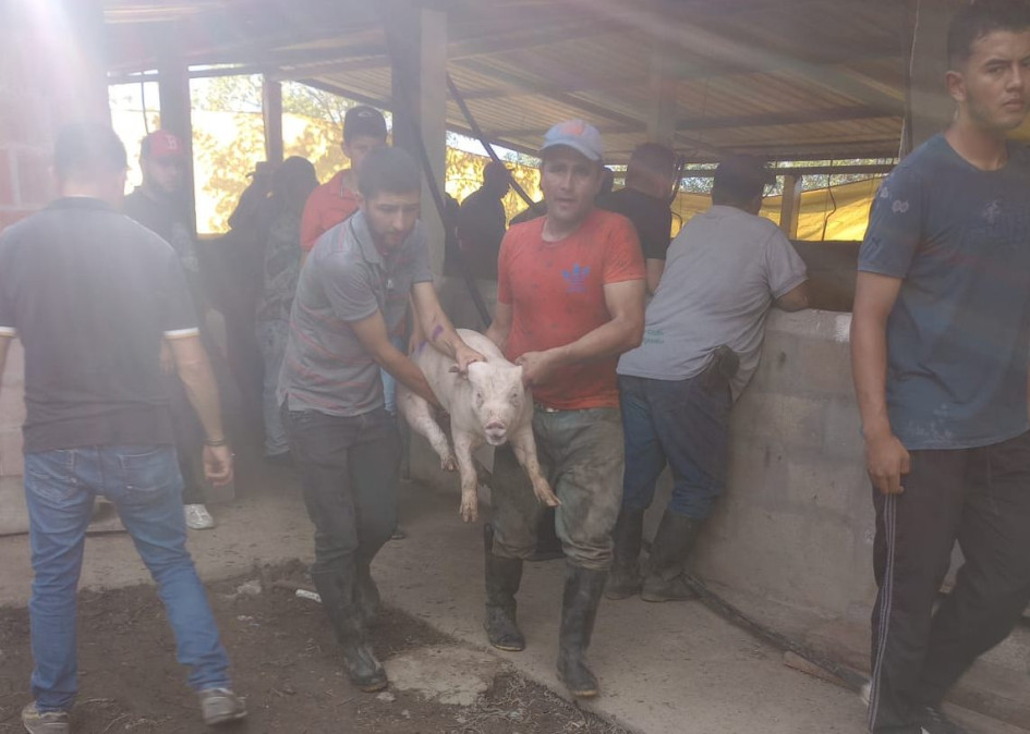 Se otorgaron entre dos y tres cerdos por familia.