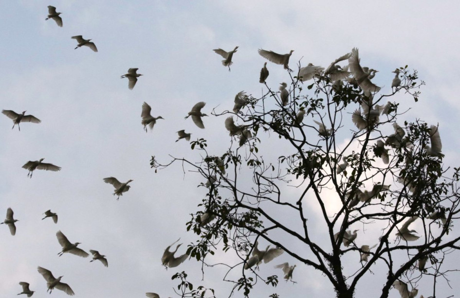 La garza ganadera (Bubulcus ibis) es una especie invasora que proviene de África. La garza ganadera (Bubulcus ibis) es una especie invasora que proviene de África.