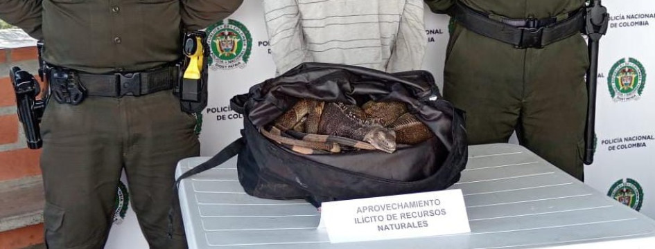 Las iguanas incautadas quedaron en manos de expertos de Corpocaldas. Las iguanas incautadas quedaron en manos de expertos de Corpocaldas.