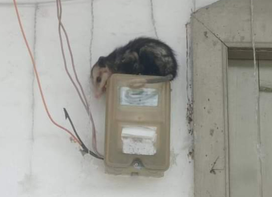 Zarigüeya rescatada en Pácora