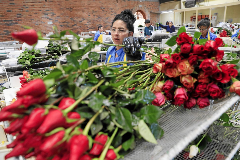 700 millones de rosas envía cada año Colombia a las floristerías de todo el mundo por San Valentín. 700 millones de rosas envía cada año Colombia a las floristerías de todo el mundo por San Valentín.
