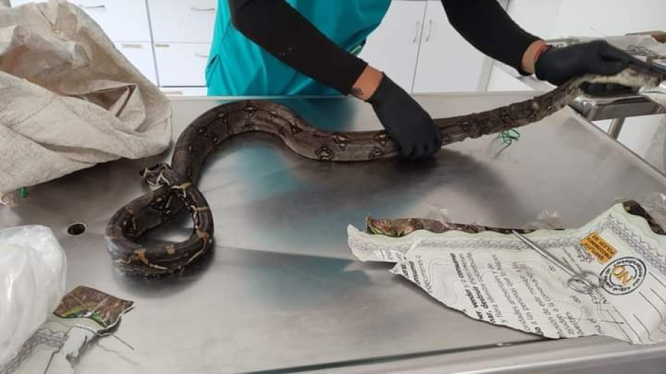 La boa, uno de los tres animales recuperados, fue la única que necesitó de tratamiento médico veterinario por la gravedad de sus lesiones.