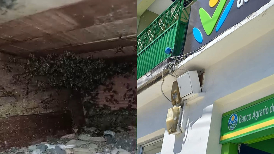 El problema sucede desde hace un año, pero en la actual temporada de calor se intensificó el riesgo por las abejas. El problema sucede desde hace un año, pero en la actual temporada de calor se intensificó el riesgo por las abejas.