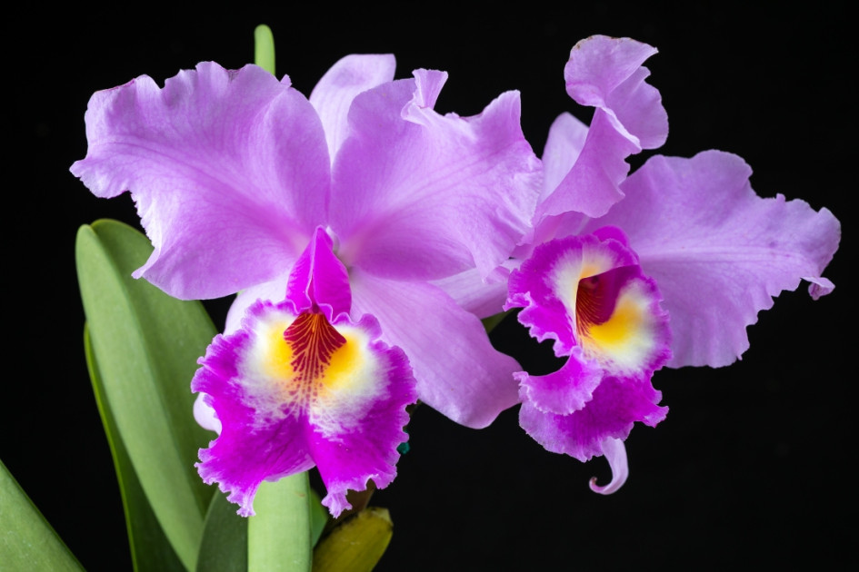 Festival de Orquídeas de Manizales Orquídea morada
