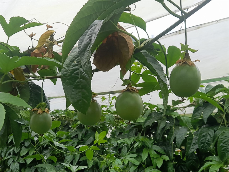 En el Alto de Marianita, a las afueras de Pensilvania, Carlos Betancur posee un cultivo de gulupa de dos años y está a punto de producir la segunda cosecha. En el Alto de Marianita, a las afueras de Pensilvania, Carlos Betancur posee un cultivo de gulupa de dos años y está a punto de producir la segunda cosecha.