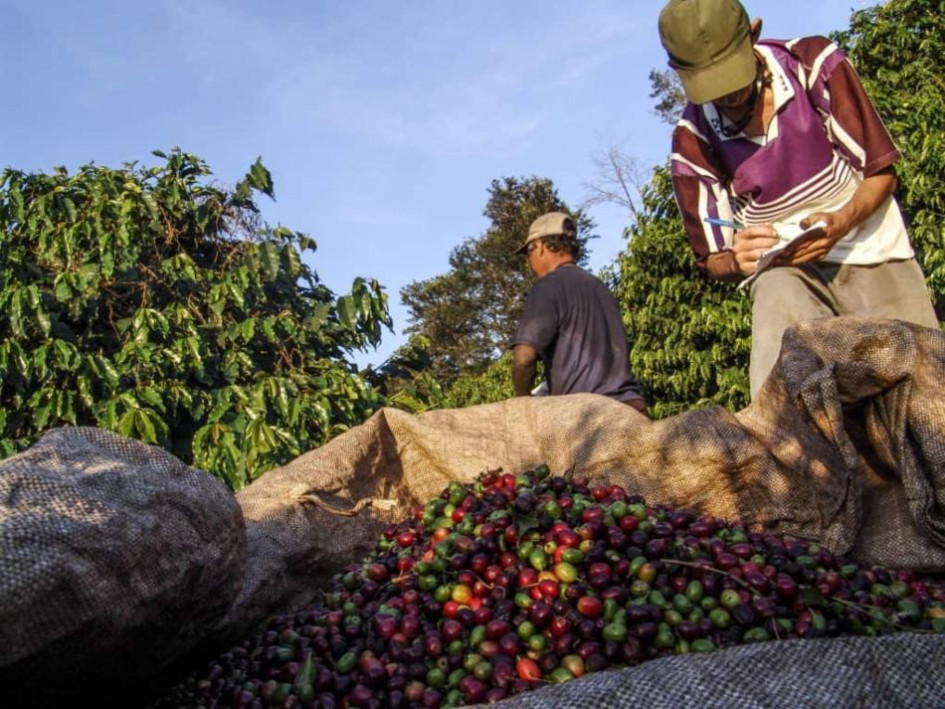La Cumparsita Coffee Farm exporta a Europa, Asia y Estados Unidos. La Cumparsita Coffee Farm exporta a Europa, Asia y Estados Unidos.