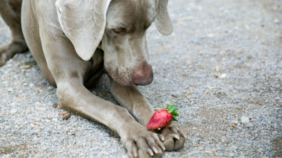 Los-perros-pueden-comer-fresas Perro gris con una fresa roja en sus patas delanteras.