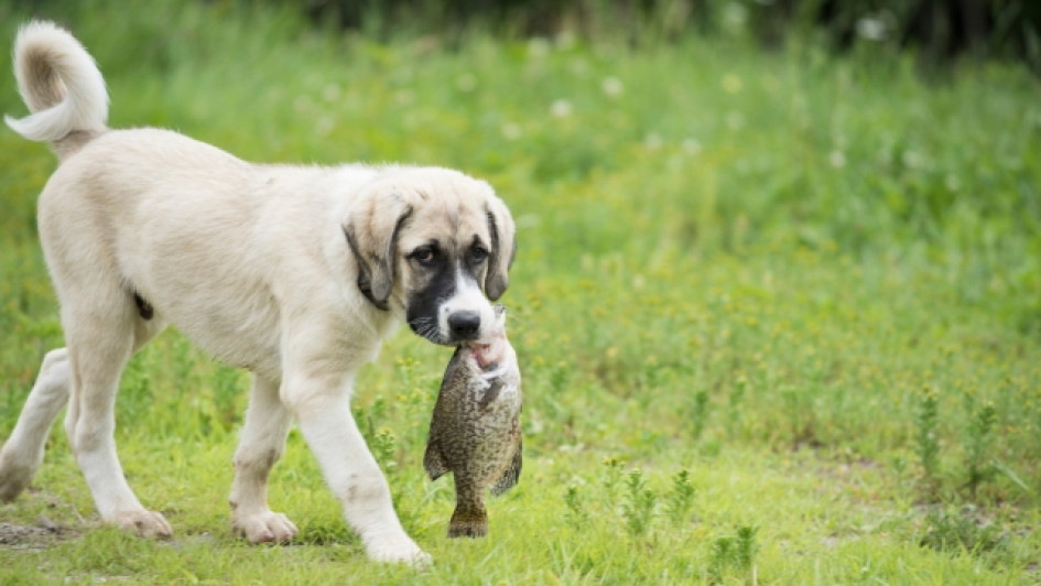 Los-perros-pueden-comer-pescado. Perro blanco camina por el pasto con un pescado grande en la boca.