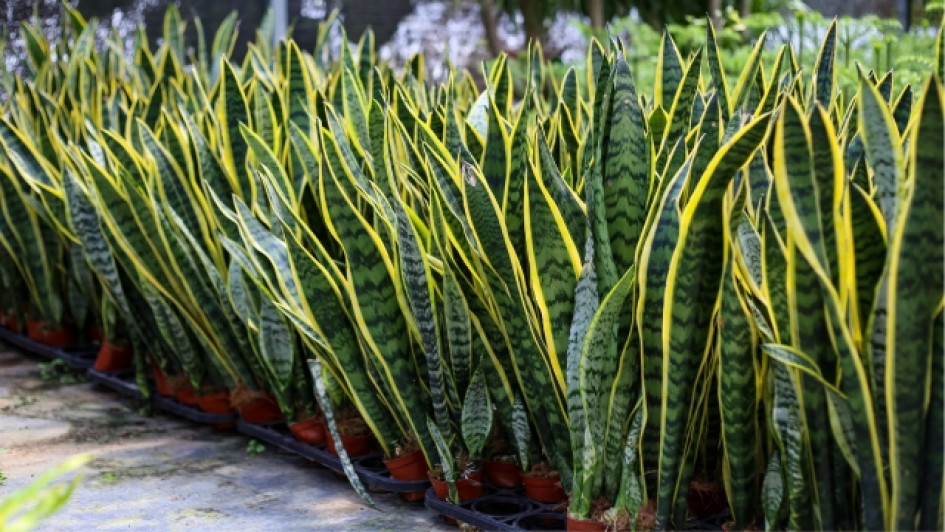 Para-que-sirve-la-lengua-de-suegra Plantas de lengua de suegra una al lado de la otra en materas.