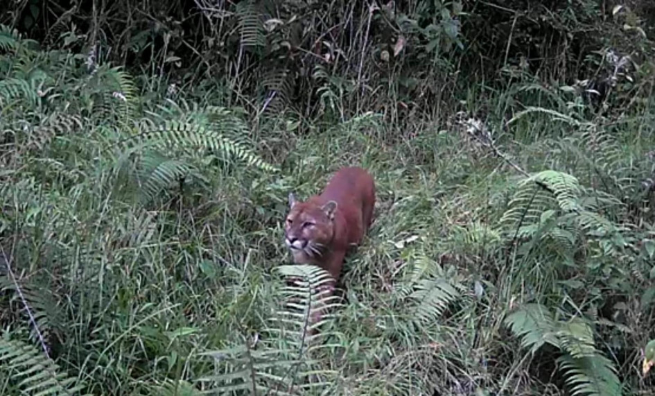 Un puma ha atacado animales domésticos en la vereda Montaño. Los vecinos solicitan acompañamiento de Corpocaldas. Un puma ha atacado animales domésticos en la vereda Montaño. Los vecinos solicitan acompañamiento de Corpocaldas.
