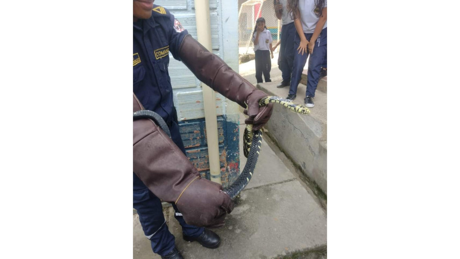 La serpiente spilotes pullatus no es venenosa ni representa peligro para los humanos. La serpiente spilotes pullatus no es venenosa ni representa peligro para los humanos.