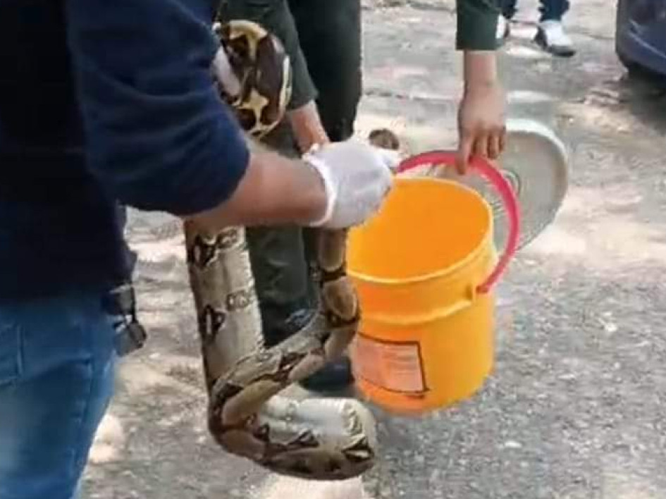 Esta es la boa que encontraron en Victoria (Caldas). encontraron-boa-en-victoria-caldas