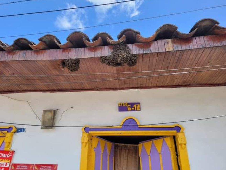 Este es el enjambre de abejas que asustaba a los habitantes de un barrio de San José (Caldas). enjambre-de-abejas-en-san-jose-caldas