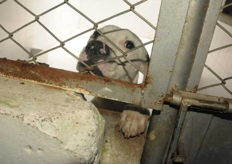 Perro de raza pitbull que atacó a menor en el Bosque Popular en Manizales Perro pitbull que atacó a menor en Manizales