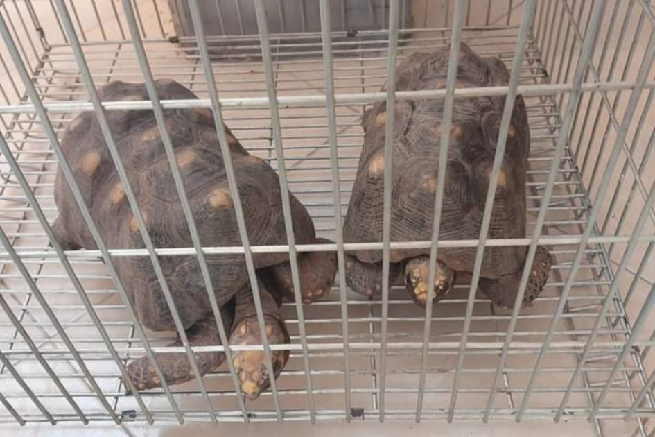 Las dos tortugas que recuperaron en Salamina. Las dos tortugas que recuperaron en Salamina.